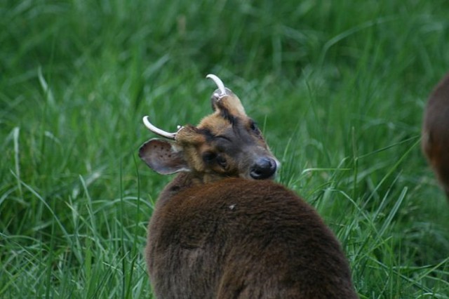 TIERWELT HERBERSTEIN - foto