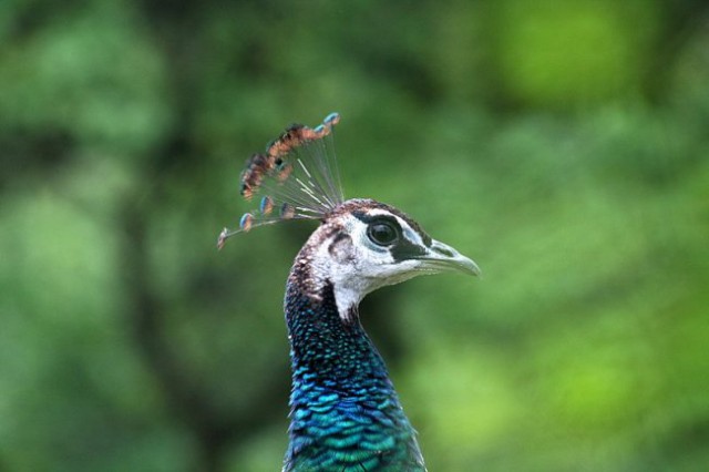 TIERWELT HERBERSTEIN - foto