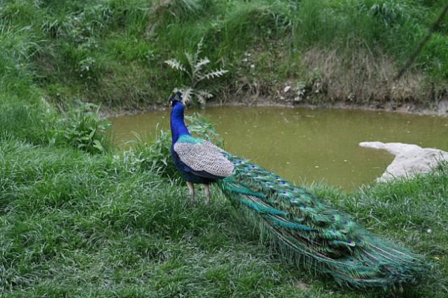 TIERWELT HERBERSTEIN - foto