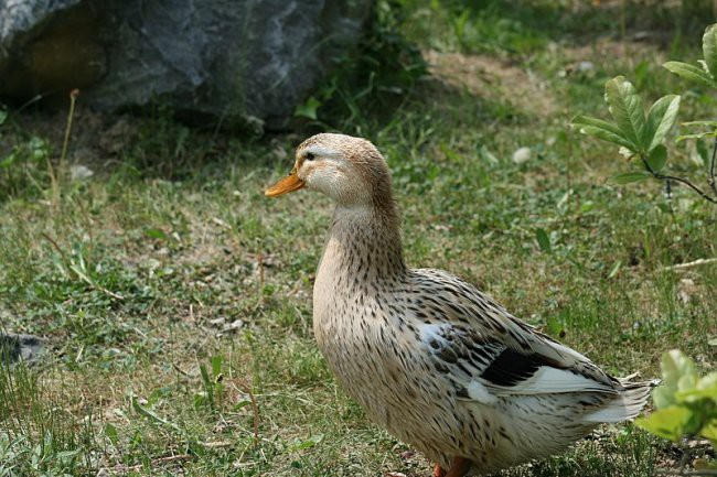 TIERWELT HERBERSTEIN - foto povečava