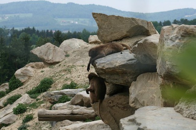 TIERWELT HERBERSTEIN - foto