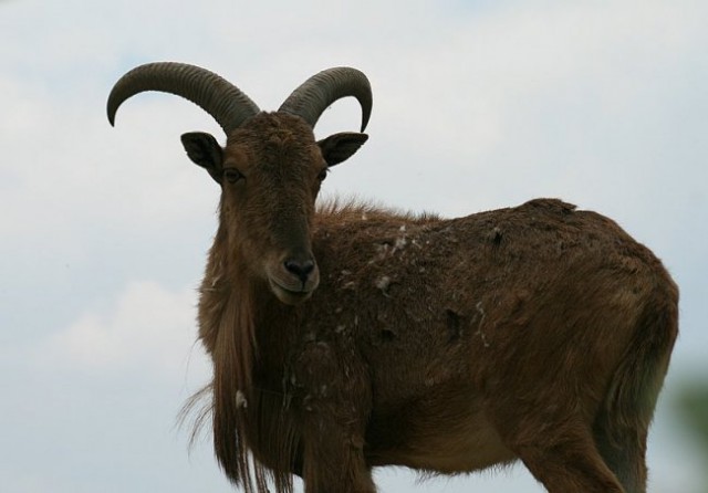 TIERWELT HERBERSTEIN - foto