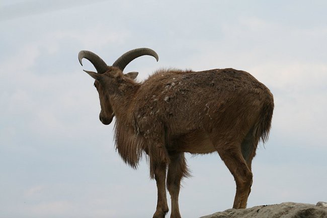 TIERWELT HERBERSTEIN - foto povečava