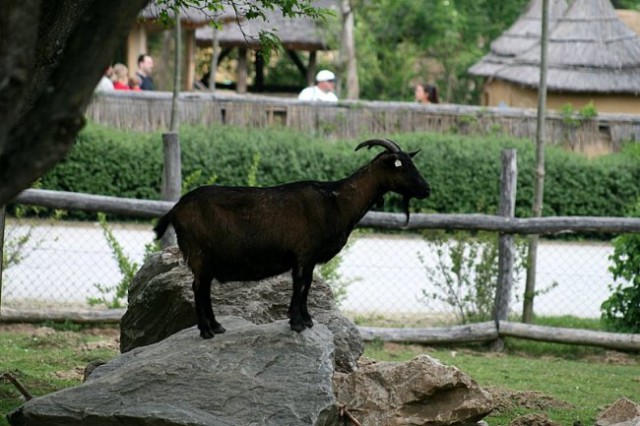 TIERWELT HERBERSTEIN - foto