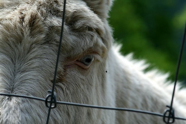 TIERWELT HERBERSTEIN - foto povečava