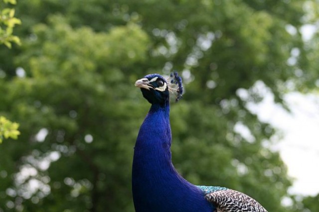 TIERWELT HERBERSTEIN - foto