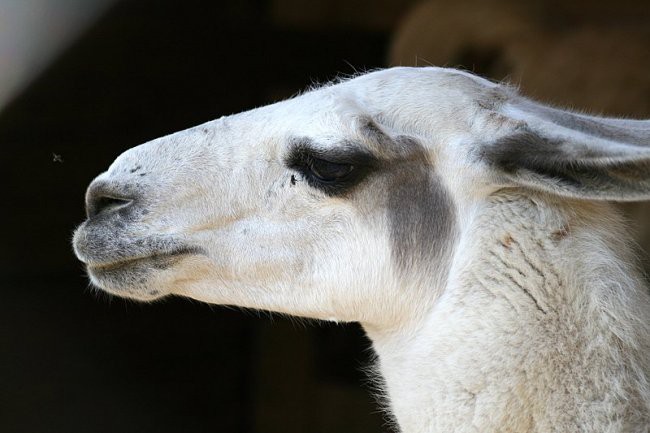 TIERWELT HERBERSTEIN - foto povečava