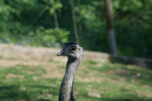 TIERWELT HERBERSTEIN - foto