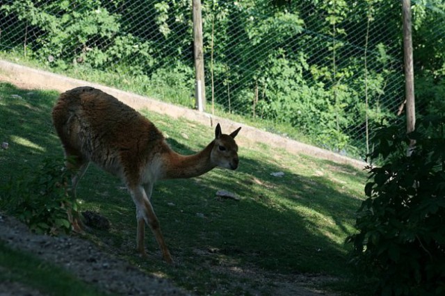 TIERWELT HERBERSTEIN - foto