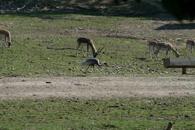 TIERWELT HERBERSTEIN - foto