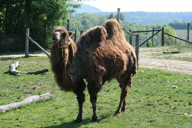 TIERWELT HERBERSTEIN - foto