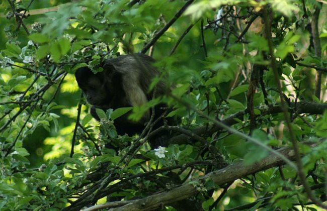 TIERWELT HERBERSTEIN - foto povečava