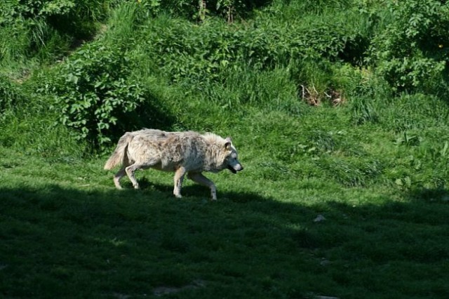 TIERWELT HERBERSTEIN - foto