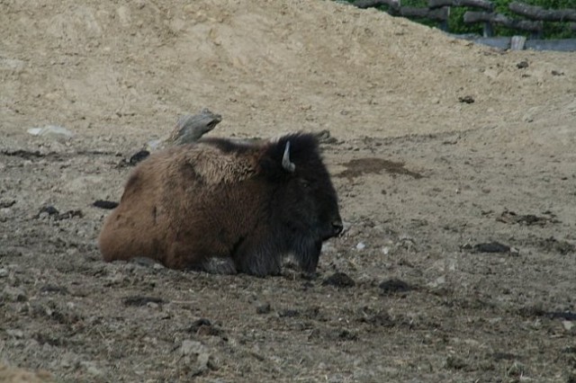 TIERWELT HERBERSTEIN - foto