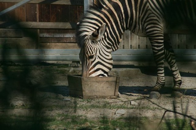 TIERWELT HERBERSTEIN - foto