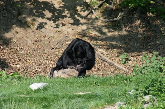 TIERWELT HERBERSTEIN - foto