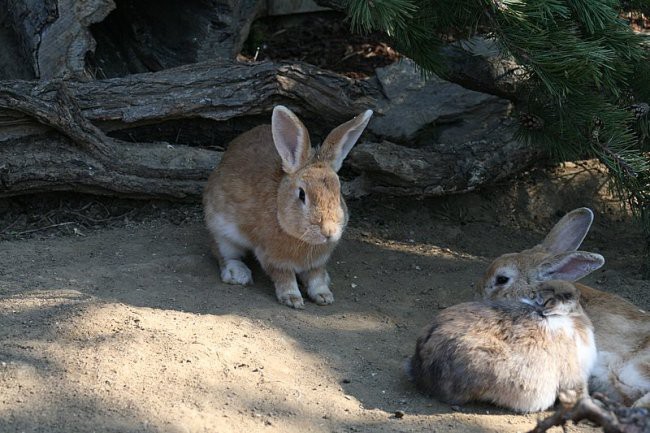 TIERWELT HERBERSTEIN - foto povečava