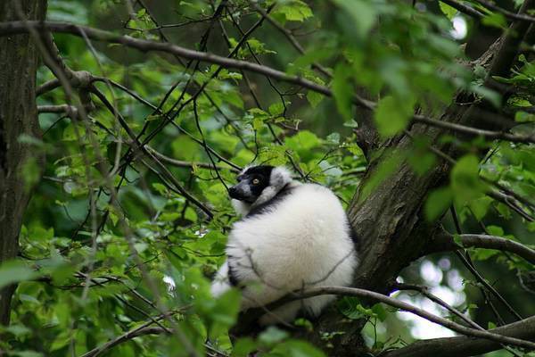 ZOO LJUBLJANA - foto povečava