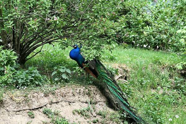 ZOO LJUBLJANA - foto povečava