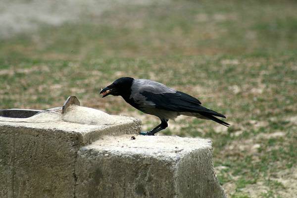 ZOO LJUBLJANA - foto povečava