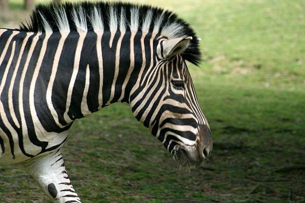 ZOO LJUBLJANA - foto