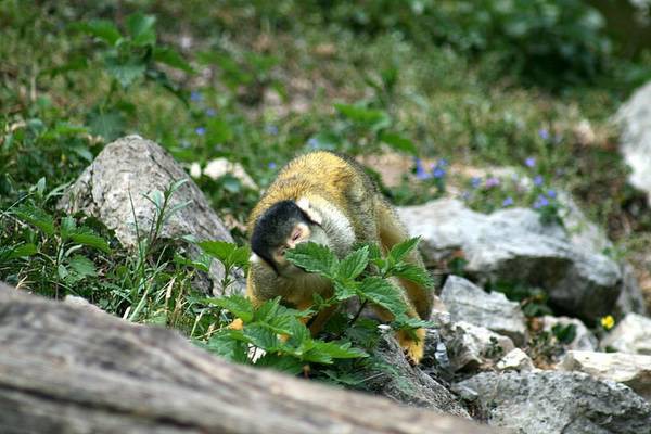 ZOO LJUBLJANA - foto