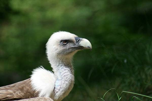 ZOO LJUBLJANA - foto povečava