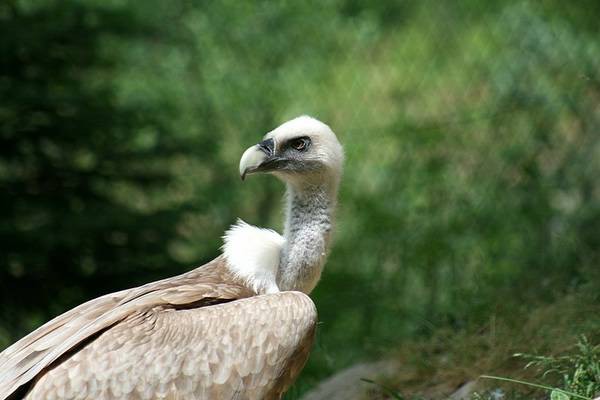 ZOO LJUBLJANA - foto povečava