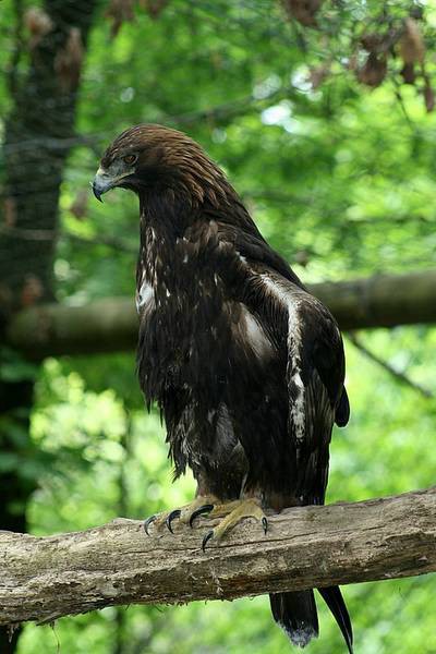 ZOO LJUBLJANA - foto povečava