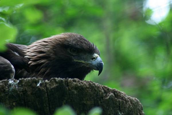 ZOO LJUBLJANA - foto povečava