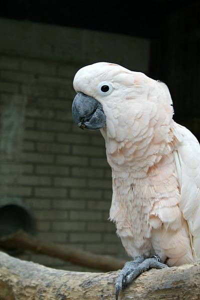 ZOO LJUBLJANA - foto povečava