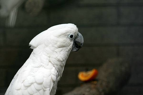 ZOO LJUBLJANA - foto povečava