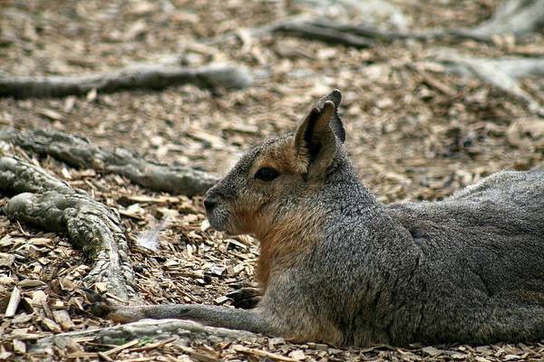 ZOO LJUBLJANA - foto povečava