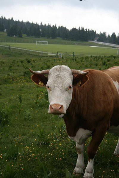 LOVRENŠKA JEZERA - foto