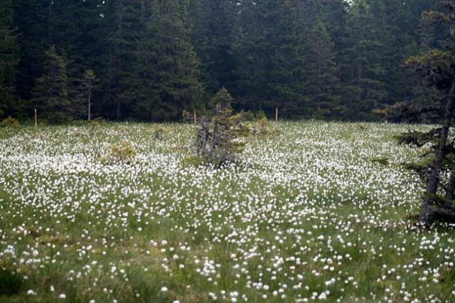 LOVRENŠKA JEZERA - foto