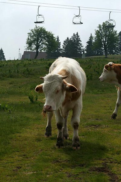 LOVRENŠKA JEZERA - foto