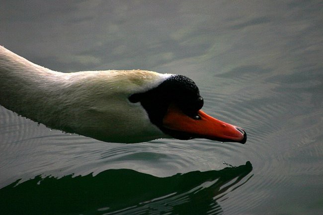 Zbiljsko jezero 22.02.06 - foto povečava