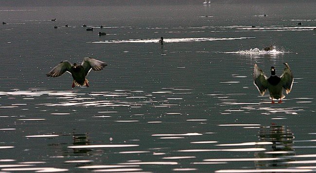 Zbiljsko jezero 22.02.06 - foto povečava