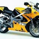 Kot v igri moto GP