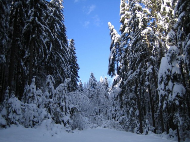 Pokljuka 2007 - foto