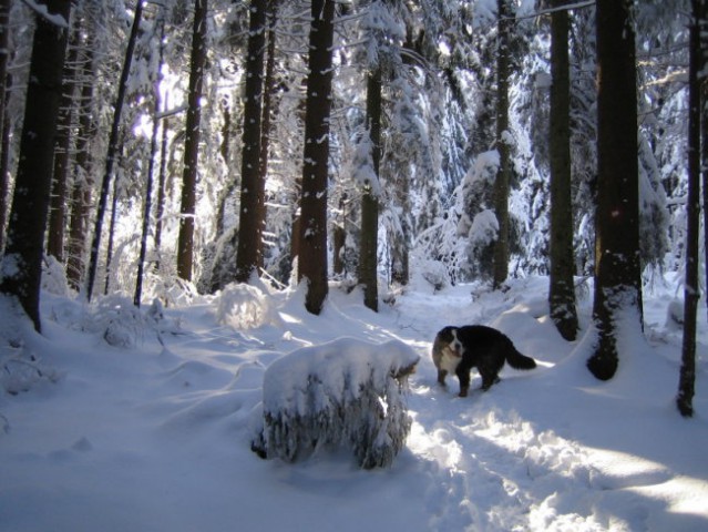 Pokljuka 2007 - foto