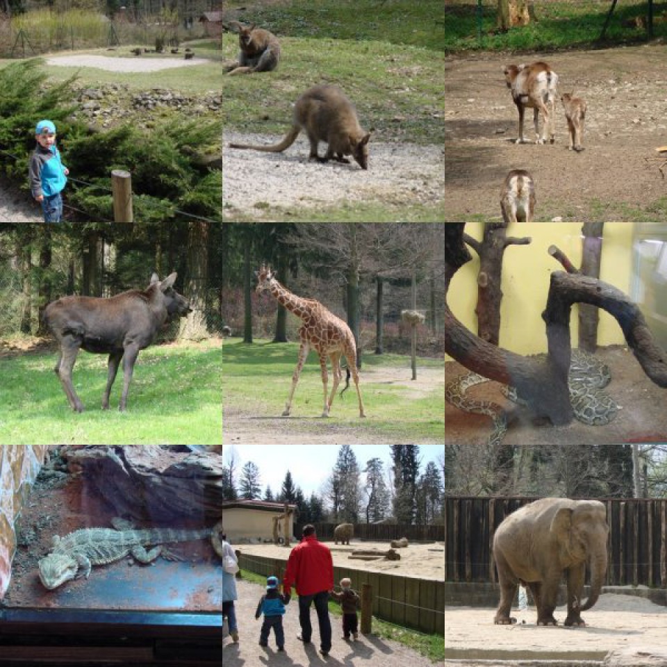 Živalski vrt Lj. 2008 - foto povečava