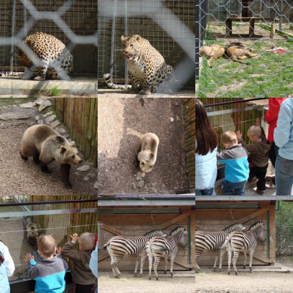 Živalski vrt Lj. 2008 - foto povečava
