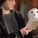 Harry & Hedwig