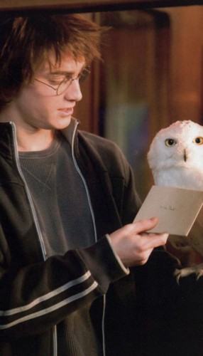 Harry & Hedwig