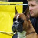 Tempo Vivace Amoteamo - BEST BOXER OF SLOVENIAN BREEDING at Jahressieger Slovenia 2008, V-