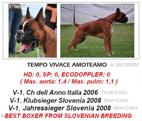 Tempo Vivace Amoteamo - BEST BOXER OF SLOVENIAN BREEDING at Jahressieger Slovenia 2008 & O