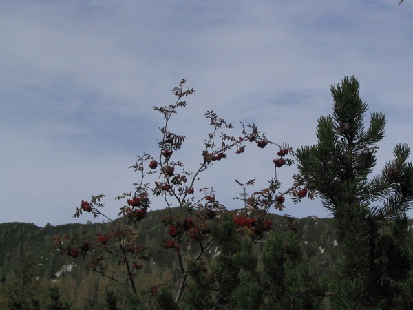 Dleskovška planota 07.10.06 - foto povečava