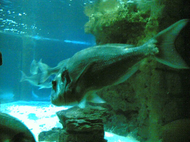Največji akvarij v Akvariju