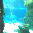 Največji akvarij v Akvariju